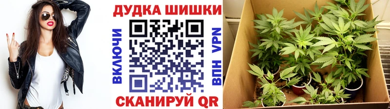 купить сайты Курчалой Шишки марихуана AK-47